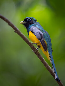 A Trogan in Costa Rica 
