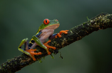 Red-eyed tree frog in Costa Rica