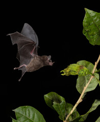 A bat feeding at night in Costa Rica