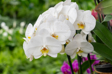 white orchids flowers