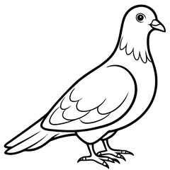 dove isolated on white