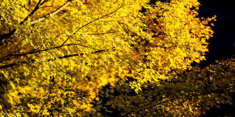 Autumn leaves of maple trees. Autumn fall leaves in sunlight. Natural autumn background. Autumnal background. Foliage, falling leaves background. Maple trees with autumn leaves.