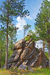 Rock formations, Custer, South Dakota. Pine tree growing out of rock
