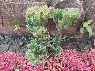 Cactus plant in the garden, is very beautiful. A succulent plant with a unique shape with fan-shaped branches.