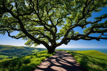 Ancient oak trees casting long shadows, along a country walking path