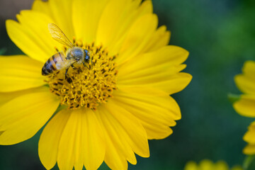 Honey bee gathering pollen on a yellow flower
