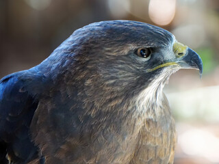 Close up of American Eagle with a bokeh background