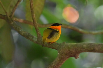Hermosa ave costarricense en extraordinario paisaje en Costa Rica, bajo la lluvia o el sol, las aves en Costa Rica son hermosas.