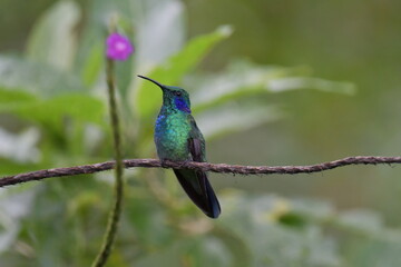 Hermosa ave costarricense en extraordinario paisaje en Costa Rica, bajo la lluvia o el sol, las aves en Costa Rica son hermosas. © MaritoFotografía