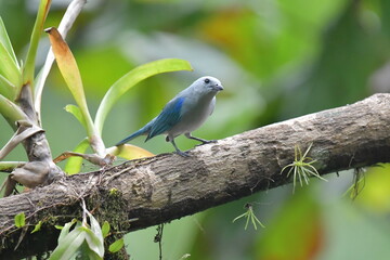 Hermosa ave costarricense en extraordinario paisaje en Costa Rica, bajo la lluvia o el sol, las aves en Costa Rica son hermosas.