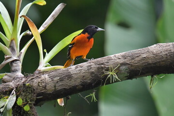Hermosa ave costarricense en extraordinario paisaje en Costa Rica, bajo la lluvia o el sol, las aves en Costa Rica son hermosas.