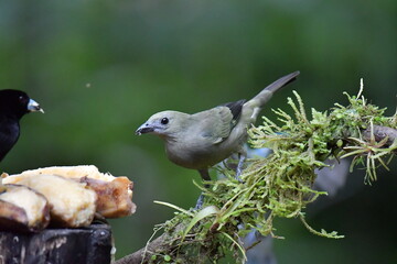 Hermosa ave costarricense en extraordinario paisaje en Costa Rica, bajo la lluvia o el sol, las aves en Costa Rica son hermosas. © MaritoFotografía
