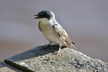 Hermosa ave costarricense en extraordinario paisaje en Costa Rica, bajo la lluvia o el sol, las aves en Costa Rica son hermosas. © MaritoFotografía