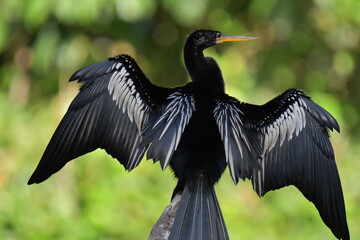 Hermosa ave costarricense en extraordinario paisaje en Costa Rica, bajo la lluvia o el sol, las aves en Costa Rica son hermosas.