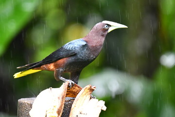 Hermosa ave costarricense en extraordinario paisaje en Costa Rica, bajo la lluvia o el sol, las aves en Costa Rica son hermosas. © MaritoFotografía