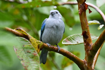 Fototapeta premium Hermosa ave costarricense en extraordinario paisaje en Costa Rica, bajo la lluvia o el sol, las aves en Costa Rica son hermosas.