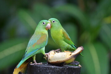 Hermosa ave costarricense en extraordinario paisaje en Costa Rica, bajo la lluvia o el sol, las aves en Costa Rica son hermosas.