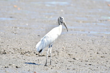 Hermosa ave costarricense en extraordinario paisaje en Costa Rica, bajo la lluvia o el sol, las aves en Costa Rica son hermosas.