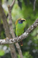 Hermosa ave costarricense en extraordinario paisaje en Costa Rica, bajo la lluvia o el sol, las aves en Costa Rica son hermosas.