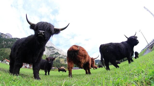 Lustiges Weitwinkel Video von Schottischen Hochlandrindern in den Bergen von &Ouml;sterreich