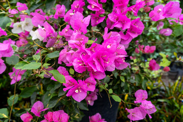 pink and purple flowers