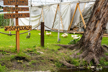 hammock in the garden with ducks