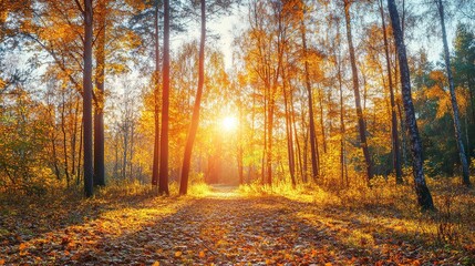 Obraz premium Golden Autumn Forest Pathway in Warm Light