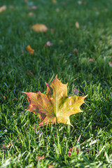 Autumn Fall Maple Leaf Foliage, Grass, Sunlight, Changing Season on Grass with Sunlight, Fall Season