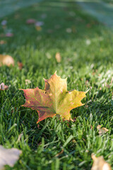 Autumn Fall Maple Leaf Foliage, Grass, Sunlight, Changing Season on Grass with Sunlight, Fall Season