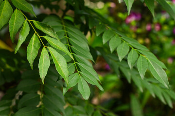 Daun Kari or Curry leaves plant in the garden. Aromatic leaves for making chicken or beef curry. Green beautiful background.