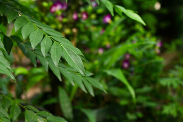 Daun Kari or Curry leaves plant in the garden. Aromatic leaves for making chicken or beef curry. Green beautiful background.