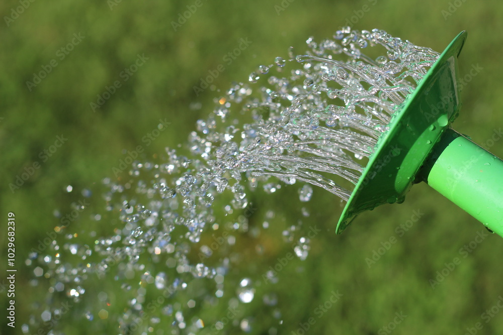 Wall mural water drops on a grass