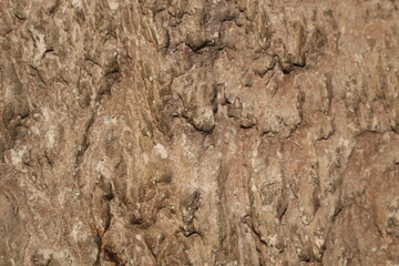 texture of the bark of tree
