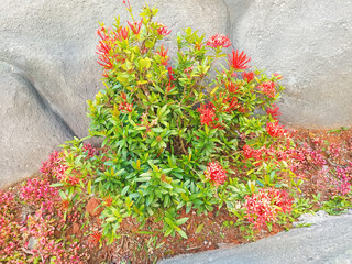 Beautiful red flower in the garden. A beautiful flower Spike tree. Close up of flowers in the garden.
