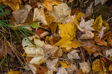 Canada Fall Autumn Color