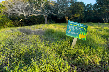 Low mow trial. Grass left to grow long and not mowed. Experiment to improve environment and biodiversity. In Auckland, New Zealand.