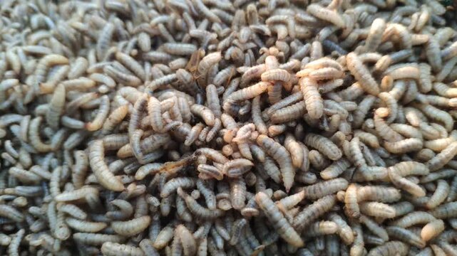 close-up of a pile of Black Soldier Fly larvae (BSFL) 