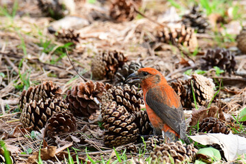 松ぼっくりに囲まれるオスのイスカ
