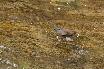 川で虫を捕まえたカワガラス