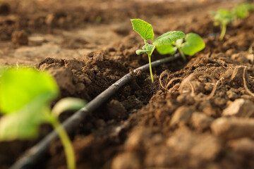 Beautiful young seedlings growing in ground outdoors, closeup