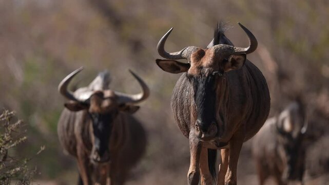 African Blue Wildebeest (Connochaetes taurinus) or Gnu, a large dark colored antelope. A herd of Wildebeest approaching. Slow motion, 25 percent natural speed.