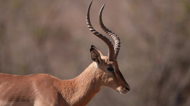 Impala or rooibok (Aepyceros melampus) buck watching for danger. Mature dominant male antelope found in eastern and southern Africa.