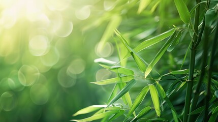 Bamboo Grove in Sunlight