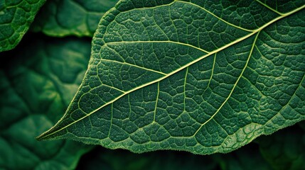 Fototapeta premium Close-up of Green Leaf with Texture Details