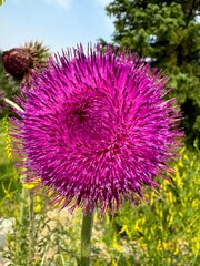 Pink spikey flower in Montana