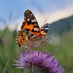 butterfly on a flower