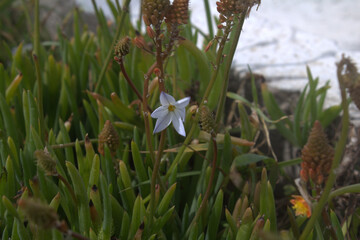Obraz premium flor en estrella