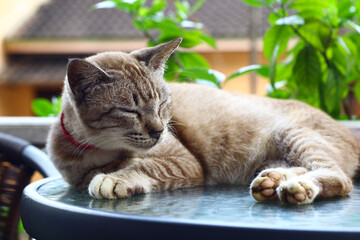 A cute domestic cat sleep on the table in a sunny day. Selected focus.