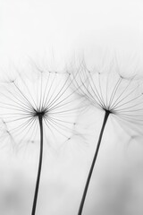 Delicate dandelion seeds glisten softly in gentle light, highlighting intricate details and fragile beauty of nature's design