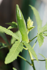 家庭菜園で育ったオクラの実